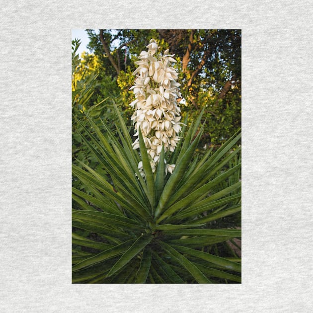 Blooming Yucca tree at sunset by AlexK